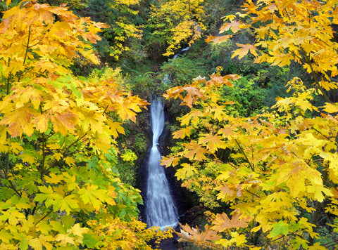 Autumn Falls Window -  Dennis Frates - McGaw Graphics