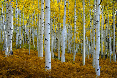 Autumn Ferns and Aspens -  Dennis Frates - McGaw Graphics