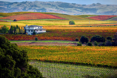 Autumn Napa Vineyards -  Dennis Frates - McGaw Graphics