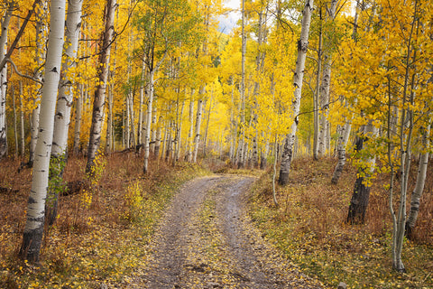 Autumn Passage -  Dennis Frates - McGaw Graphics