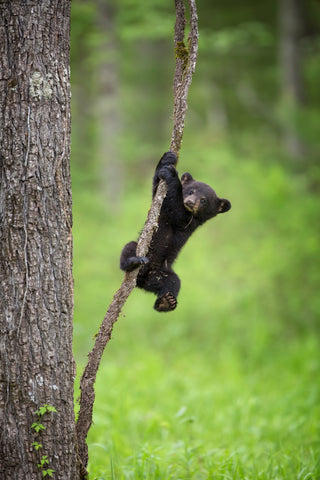 Black Bear Cub Playing on Tree Limb, Tennessee