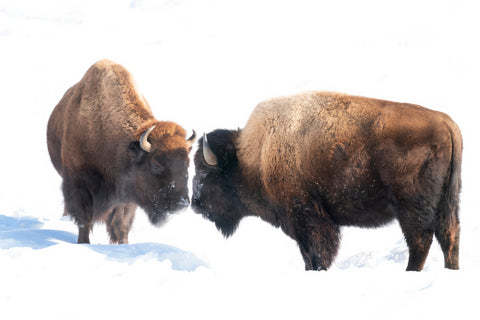 Frozen Standoff