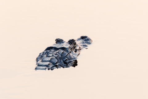 Marsh Phantom