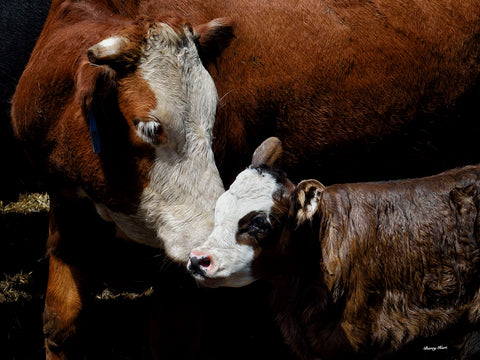 A Mother’s Love