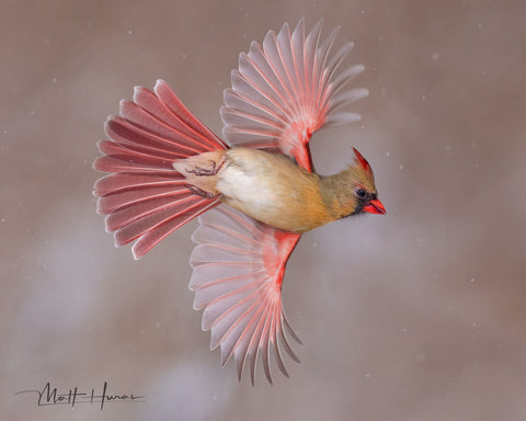 Northern Cardinal in Flight