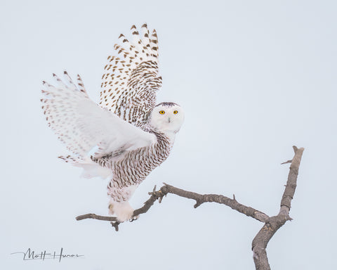 Snowy Owl Taking Off