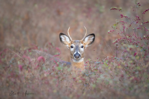 Deer in Berries