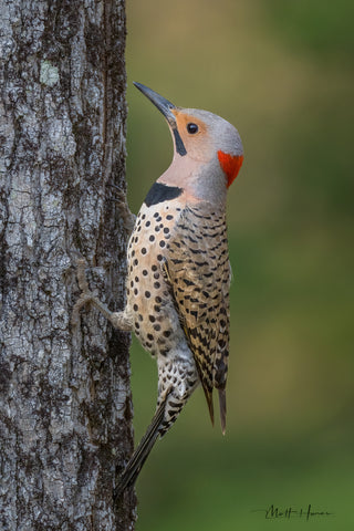 Northern Flicker