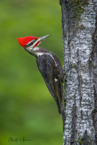 Pileated Woodpecker