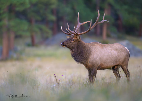 Elk with Forest Background