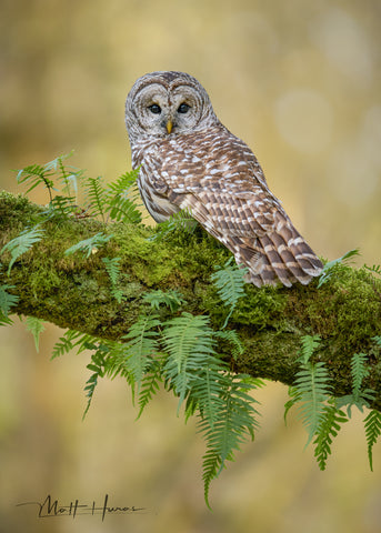 Barred Owl in Moss