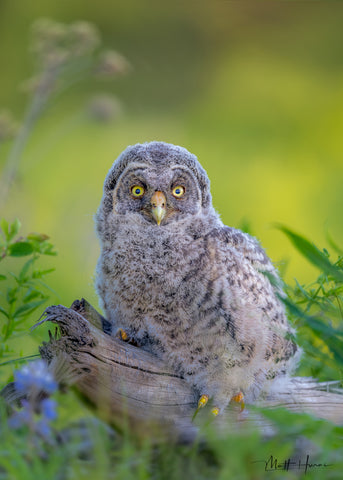 Great Gray Owl Baby