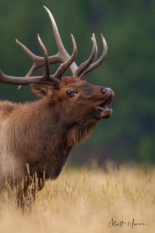Elk Calling Closeup