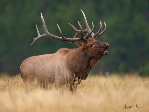 Elk Calling