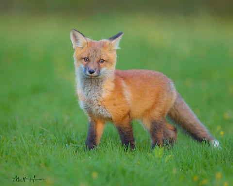 Fox Kit in Grass
