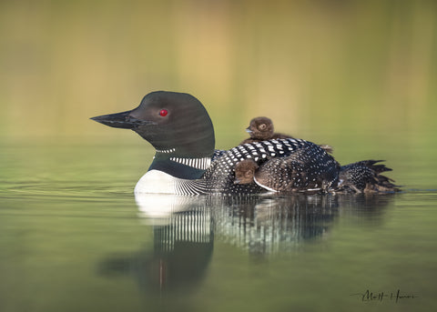 Loon and Chicks