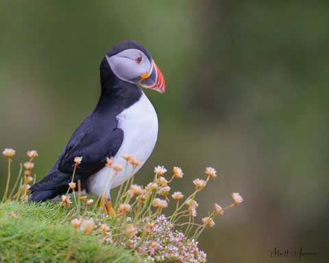 Puffin with Wild Flowers