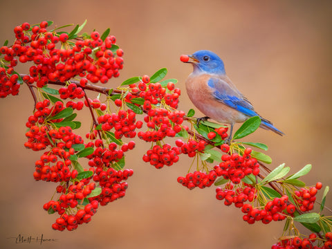 Bluebird with Berry