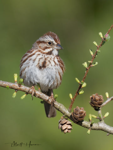 Song Sparrow on Tamarack