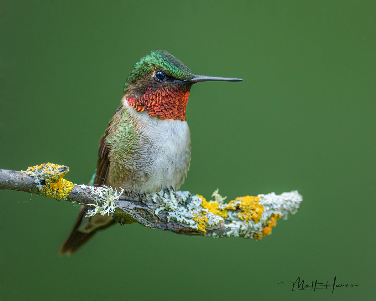 激レア! hummingbird Crown Boy 155cm ソバット Male Ruby-throated Hummingbird on Mossy Perch | McGaw Graphics