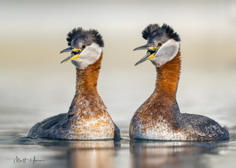 Red-necked Grebe Pair Calling