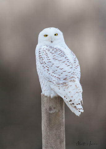 Snowy Owl on Post