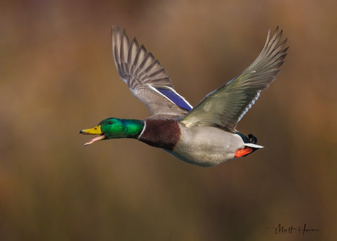 Happy Mallard Flying