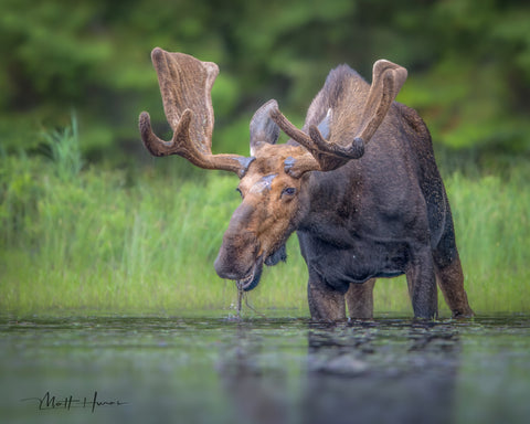 Smiling Moose