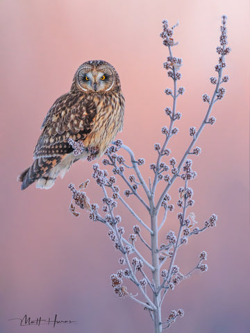 Short-eared Owl in Pre-dawn Frost