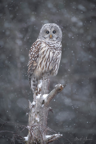 Barred Owl on Snag in Snow
