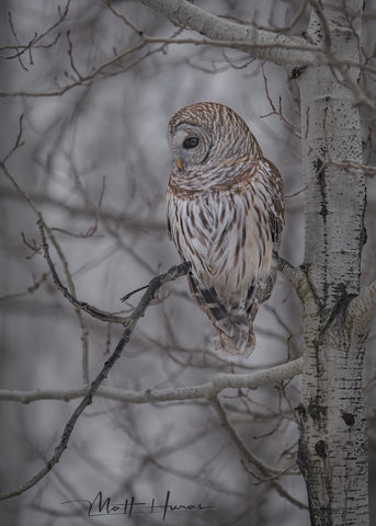 Barred Owl in Woods
