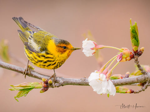 Cape May Warbler at Flower