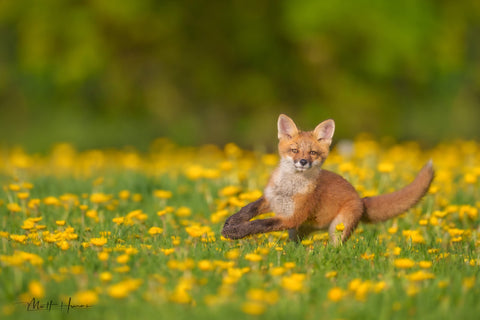 Fox Kit in Dandelions