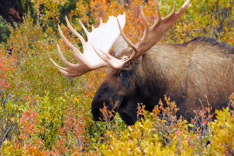 Bull Moose Feeding, Denali national Park, Alaska