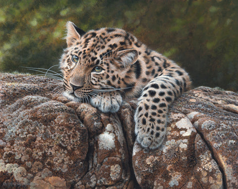 Amur Leopard