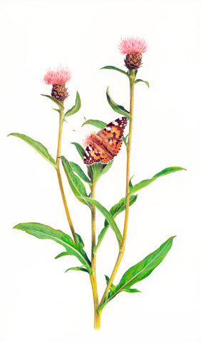 Butterfly Knapweed