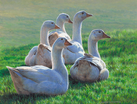 Geese