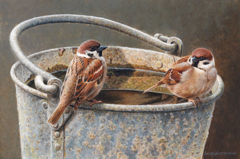 Sparrows-AH19-7