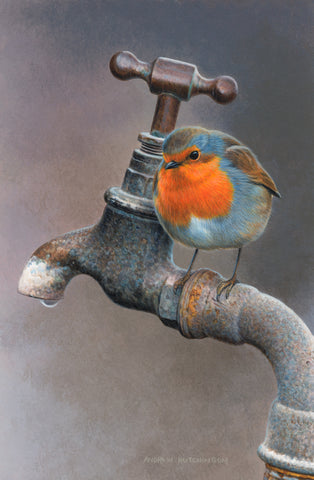 Robin