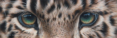 Leopard Eyes