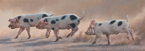 Pigs