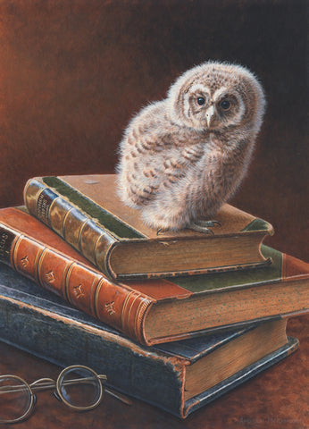Tawny Owl
