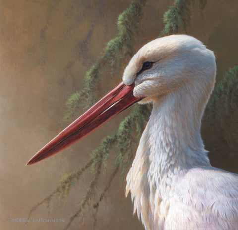 White Stork