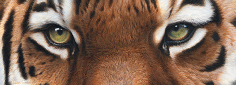 Tiger Eyes