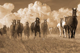 Herd on the Move