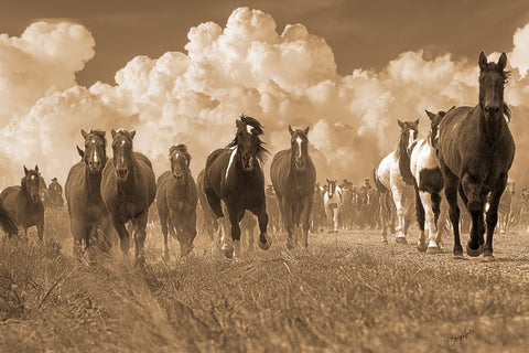 Herd on the Move