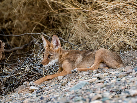 Coyote #3