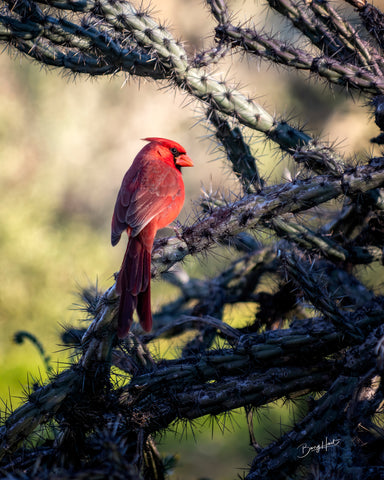 Cactus Cardinal