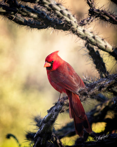 Desert Cardinal