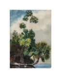 Palm Trees, Florida, 1904